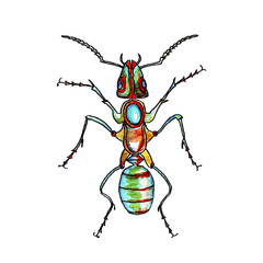 Watercolor illustration of an ant