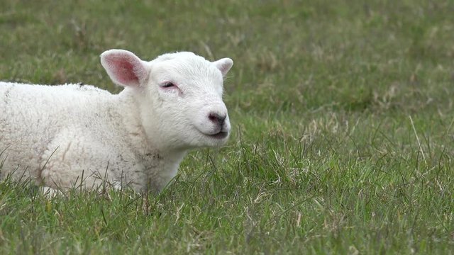 Wei&szlig;es Lamm liegt auf der Wiese