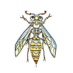 Watercolor illustration of a wasp