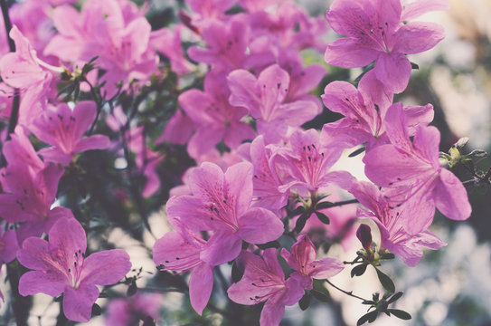Blooming pink bellflowers
