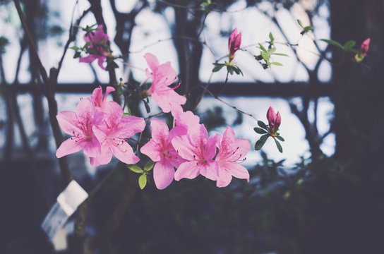 Blooming pink bell flowers against old rustic window
