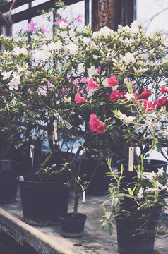 Bushes of blooming rhododendrons in old botanical garden glassho