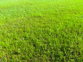 Green grass background
