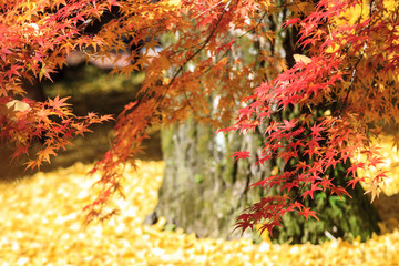 maple season at fall with nice background color