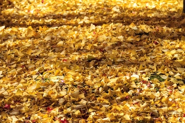 maple season at fall with nice background color