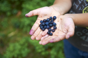 Children's hands filled with blueberries. In the background blueberry bushes.Summertime activities