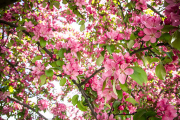 Spring Cherry blossoms pink flowers.