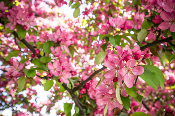 Spring Cherry blossoms pink flowers.