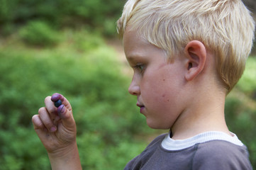 Child picking wild blueberries in a blueberry forest