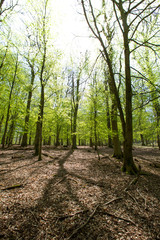 Frühling im natürlichen Buchen Wald Entspannung