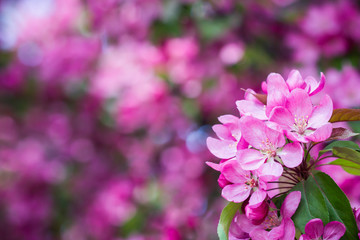 Spring Cherry blossoms pink flowers.