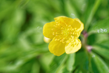 Buttercup anemone and dewdrops in the morning.