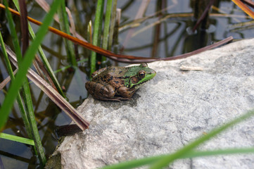 frog sitting on a rock by pond