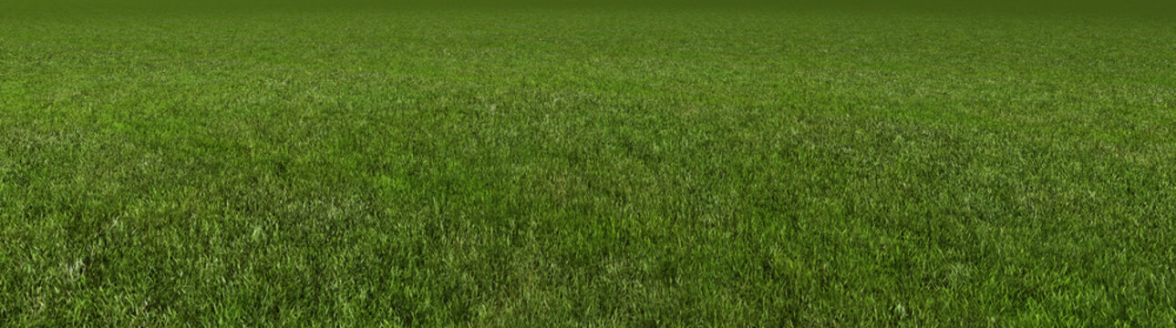 grass 3d rendering