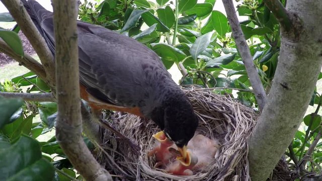 Robin feeding baby in nest.