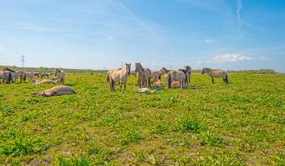 Horses in nature in spring © Naj