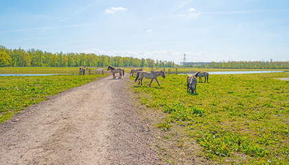 Horses in nature in spring © Naj