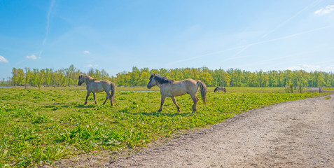 Horses in nature in spring © Naj