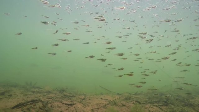 Large school of minnows swimming in a lake. 