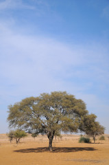 A big tree in dunes of Thar desert. Jaisalmer, Rajasthan, India