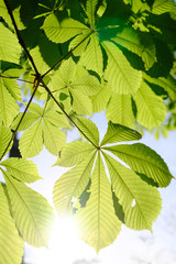 Feuille de marronnier à contre jour