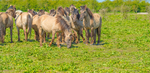 Horses in nature in spring