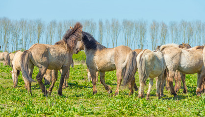 Horses in nature in spring © Naj