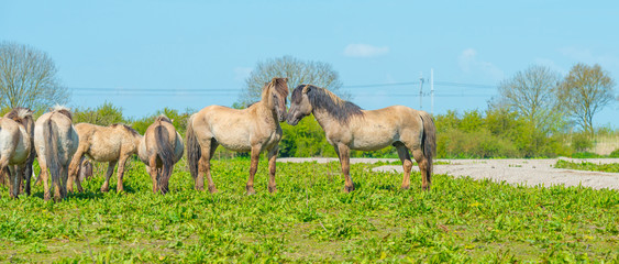 Fototapeta na wymiar Horses in nature in spring