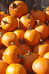 pile of pumpkins 