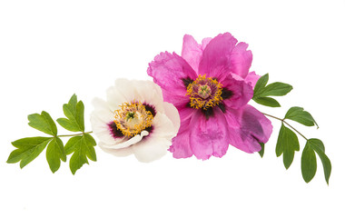 tree peony isolated