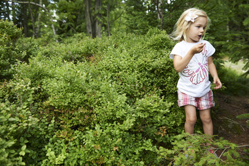 Child blond little girl picking fresh berries on blueberry field in forest. Child pick blue berry in the woods. Little girl playing outdoors. Summer family fun.