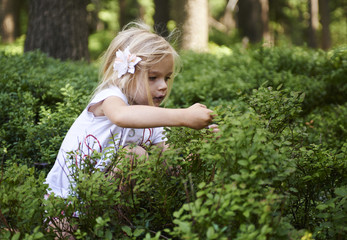 Child blond little girl picking fresh berries on blueberry field in forest. Child pick blue berry...