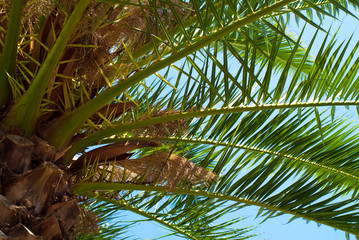 Naklejka premium Palm trees leaves against the sky