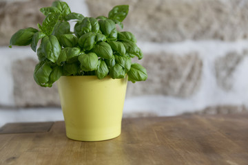 fresh tasty bio garden basil