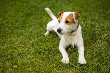 Jack Parson Russell Terrier puppy dog pet, tan rough coated, outdoors in park while laying on green grass lawn