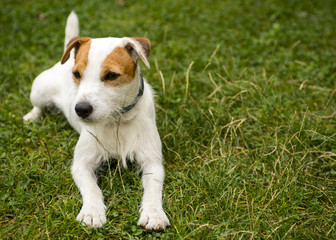 Jack Parson Russell Terrier puppy dog pet, tan rough coated, outdoors in park while laying on green grass lawn