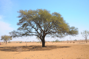 A big tree in dunes of Thar desert. Jaisalmer, Rajasthan, India