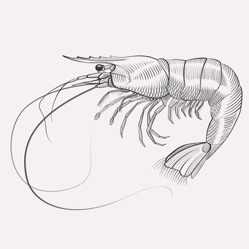 Shrimp gravure art