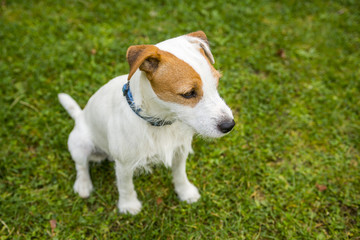 Jack Russell Parson Terrier playing on the grass lawn