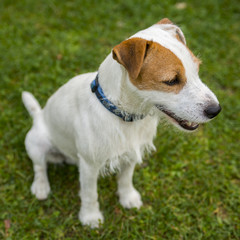Jack Russell Parson Terrier playing on the grass lawn