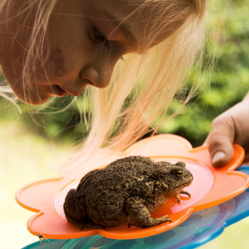 A Cute Young Girl Looking At Toad (frog)