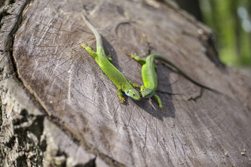 Green lizard - Green lizard with a long tail standing on a piece