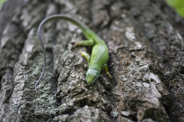 Green lizard - Green lizard with a long tail standing on a piece