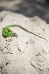 Green lizard - Green lizard with a long tail standing on a piece