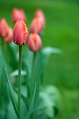 Fototapeta premium tulipan pomarańczowy