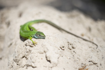 Green lizard - Green lizard with a long tail standing on a piece