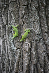 Green lizard - Green lizard with a long tail standing on a piece
