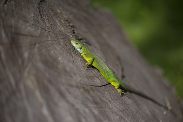 Green lizard - Green lizard with a long tail standing on a piece