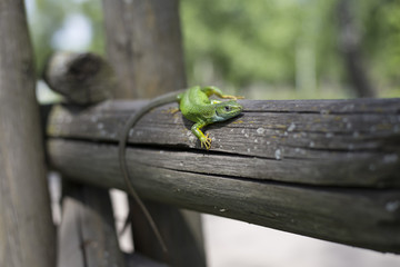 Green lizard - Green lizard with a long tail standing on a piece