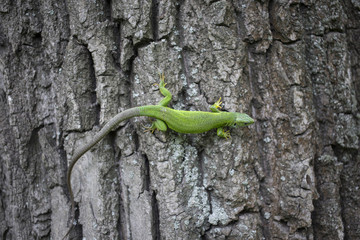 Green lizard - Green lizard with a long tail standing on a piece